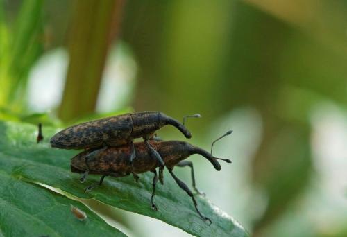 Lixus fasciculatus
